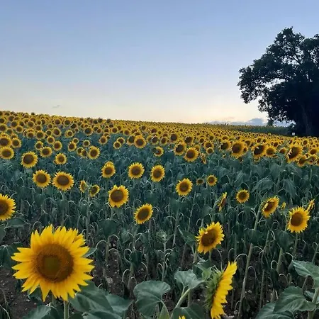 Casale Armonia Масса-Мартана